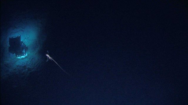 A large squid with trailing tentacles seen from the SERIOS mother ship as Deep Discoverer inspects a canyon wall. Picture