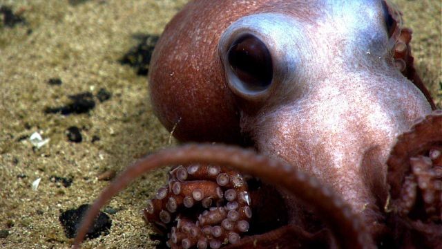 An octopus on a sand and pebble substrate. Picture