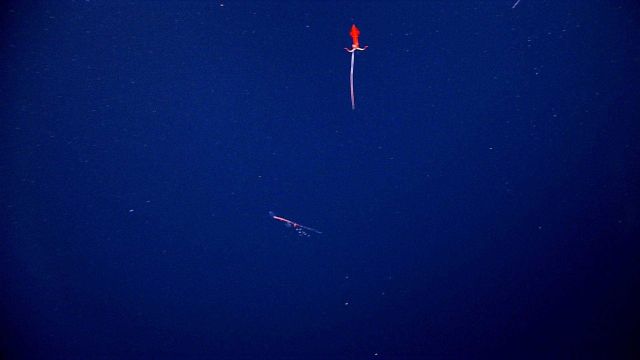 A red squid seen in the distance. Picture