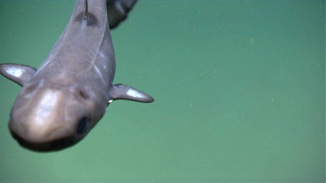 A dogfish inspecting the camera. Picture