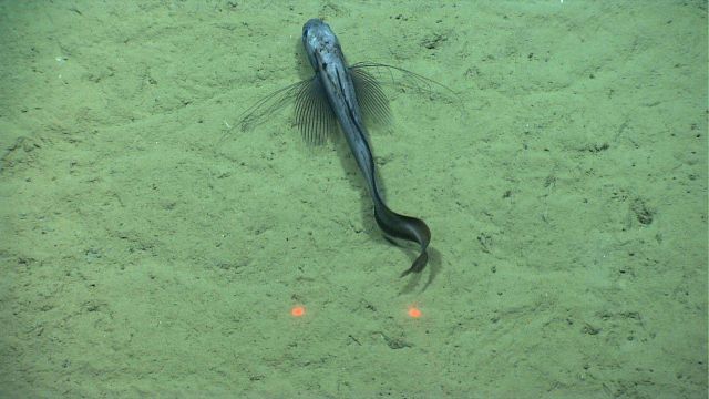 A near bottom rattail fish. Picture
