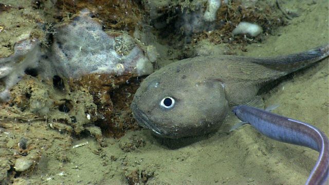 A fathead (Cottonculus sp.) and an eel. Picture