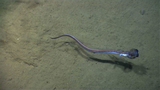 An eel with a calamari meal. Picture