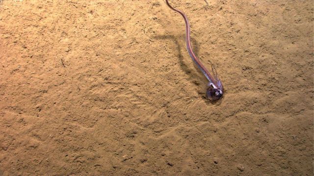 An eel with a calamari meal. Picture