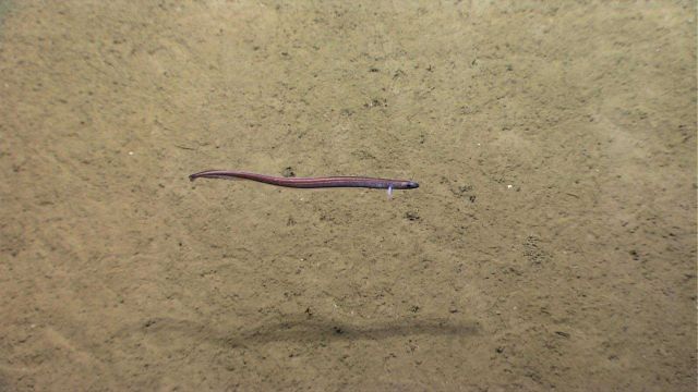 A brown eel cruising over a sediment bottom. Picture