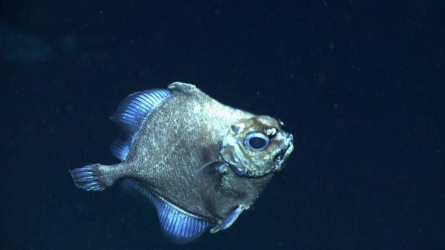 A false boarfish (Neocyttus helgae) Picture