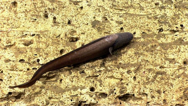 A cusk eel. Picture