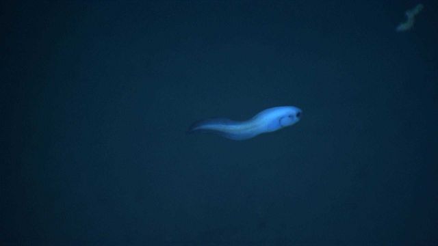 A swimming snailfish. Picture