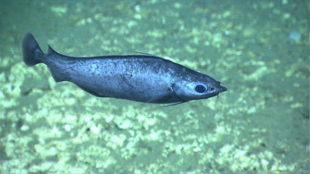 A swimming fish Picture