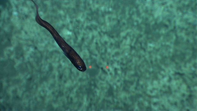 Eel fish Picture