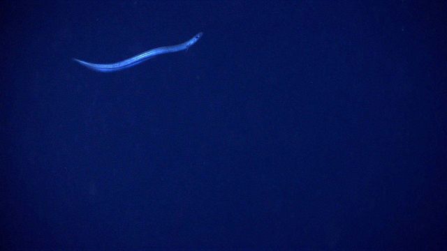 Eel fish Picture