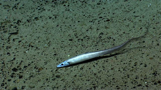 Eel fish Picture