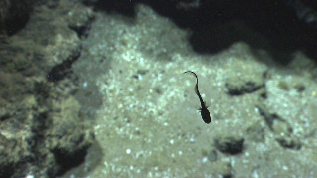 Fish in the deep sea Picture