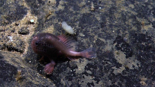 Fish in the sea and deep Picture