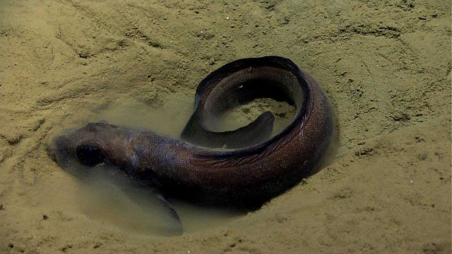 Eel Fish Picture