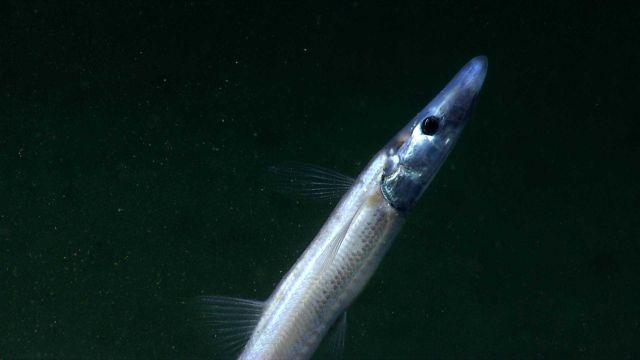 Fish in sea Picture