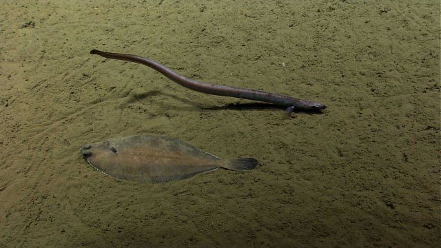 Fish Picture