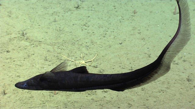 Fish in ocean water Picture