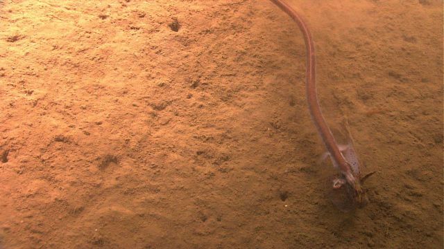 Fish in sea Picture