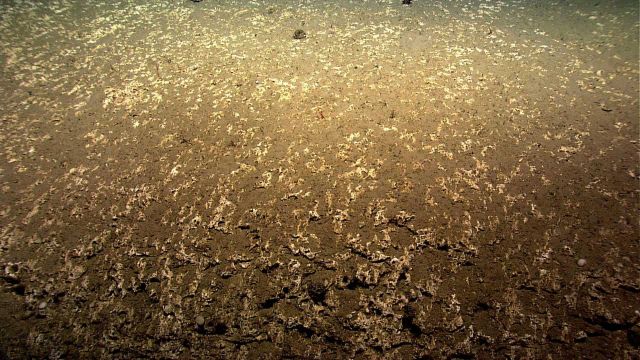 Marine life in the sea Picture