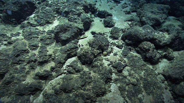 Marine life in the sea Picture