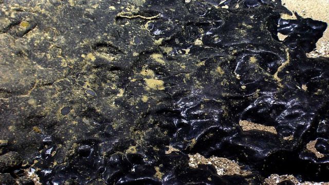 Marine life in the sea Picture