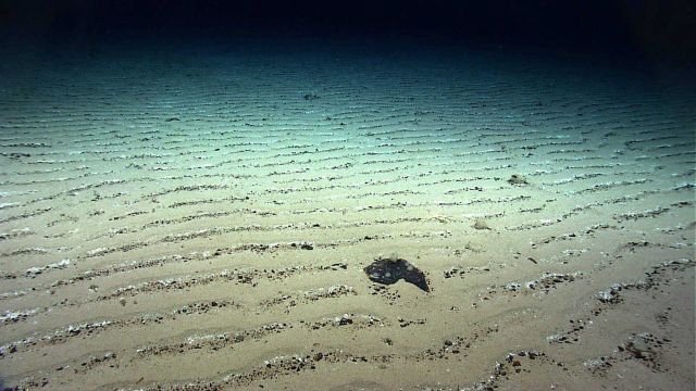 A flat area on Kelvin Seamount with uniform rippled sediment indicating a high current regime Picture