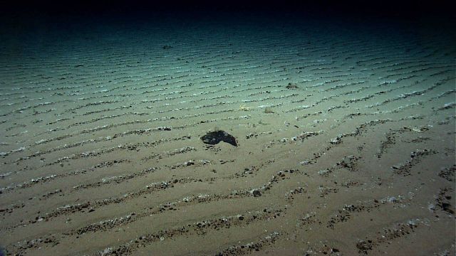 A flat area on Kelvin Seamount with uniform rippled sediment indicating a high current regime Picture