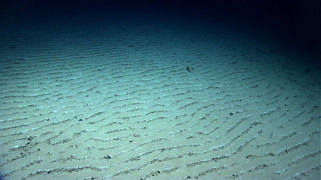 A flat area on Kelvin Seamount with uniform rippled sediment indicating a high current regime. Picture