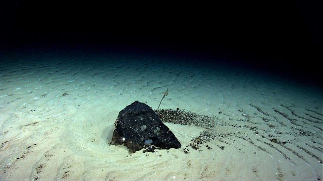 A flat area on Kelvin Seamount with uniform rippled sediment indicating a high current regime Picture