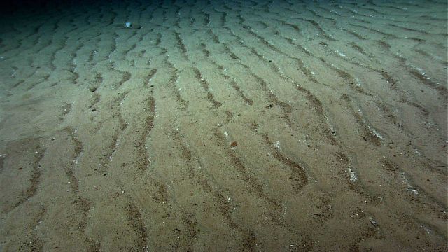 A flat area on Kelvin Seamount with uniform rippled sediment indicating a high current regime. Picture