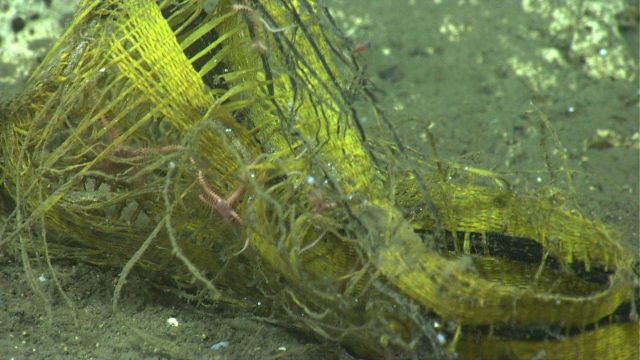 A yellow basket? straw hat? providing habitat for a few brittle stars. Picture