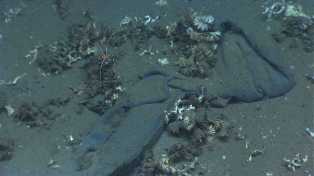 A blanket? canvas? blue plastic? wedged between dead cup corals Picture