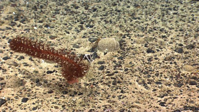 Almost invisible monofilament line used in longline fishing between a sea pen ( Anthoptilum sp.) and a xenophyophore. Picture