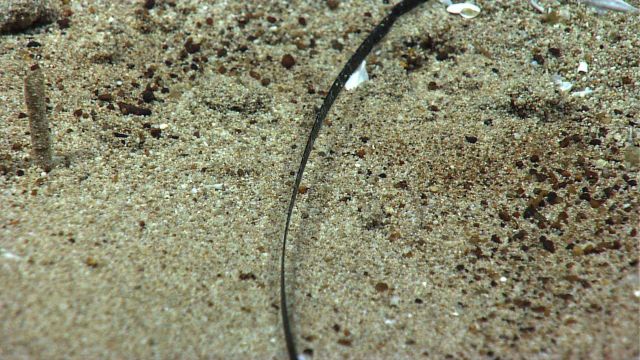 A plastic strap on the seafloor. Picture