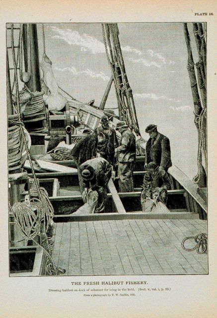 Dressing halibut on deck of schooner for icing in the hold From photograph by T Picture