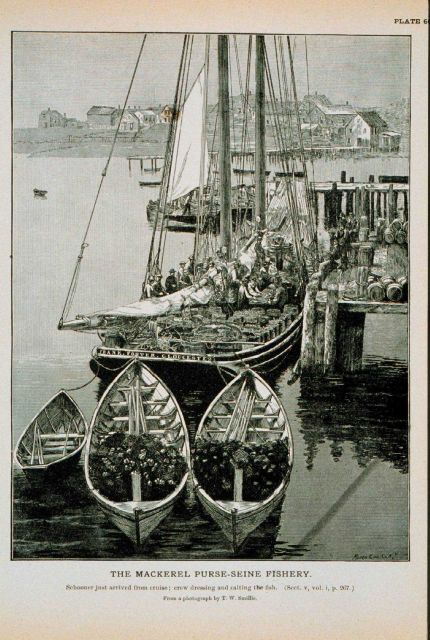 Mackerel schooner just arrived from cruise; crew dressing and salting the fish From photograph by T.W Picture