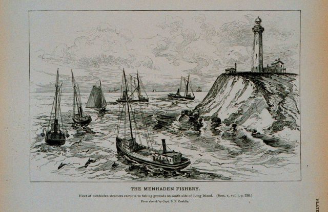 Fleet of menhaden steamers en route to fishing grounds On south side of Long Island, N Picture