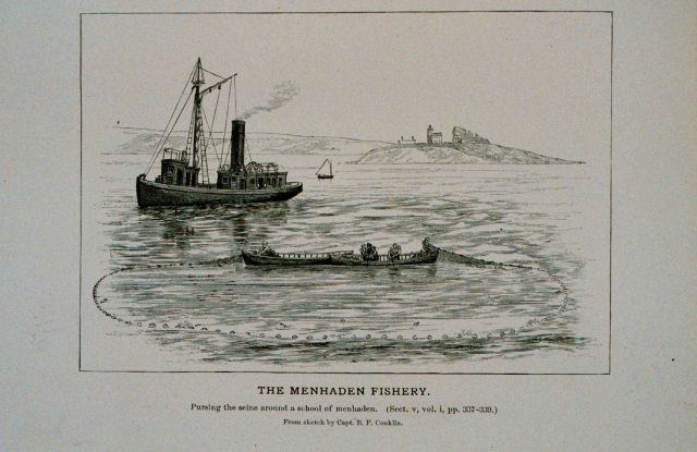 Pursing the seine around a school of menhaden From sketch by Capt Picture