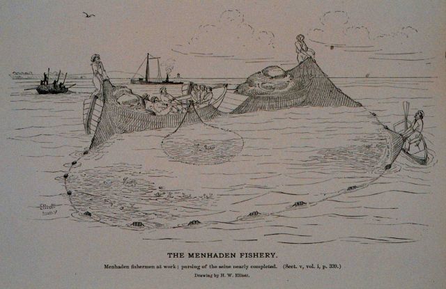 Menhaden crew at work; pursing of the seine nearly completed From sketch by H Picture