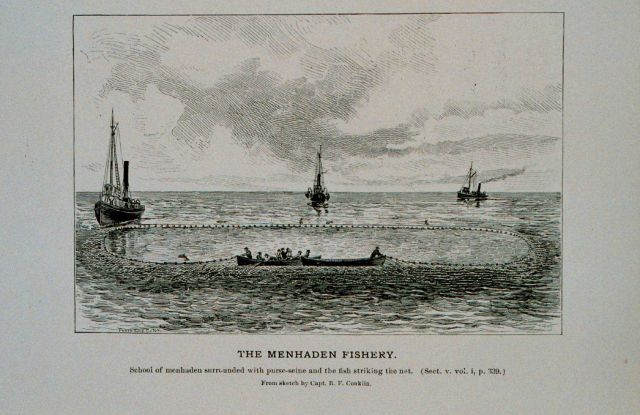 School of menhaden surrounded with purse-seine and fish striking the net From sketch by Capt Picture