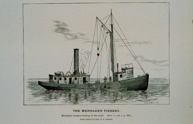 Menhaden steamer bailing in the catch From sketch by Capt Picture