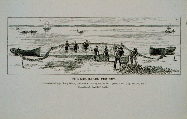 Haul-seine fishing for menhaden at Long Island, 1790 to 1850 Taking out the fish From sketch by Capt Picture