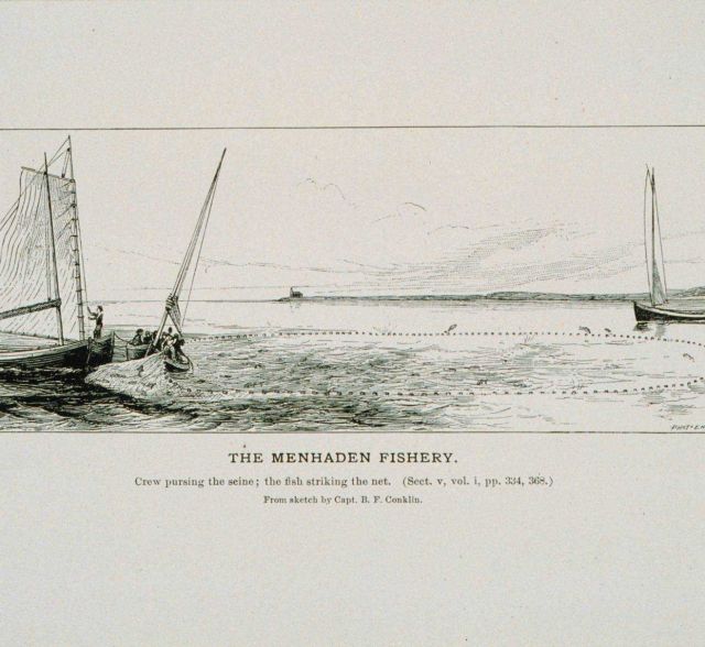 Crew pursing the seine; the fish striking the net Picture