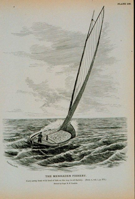 Carry-away boat with haul of fish on the way to oil factory Picture