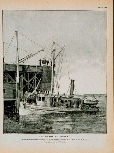 Menhaden steamer discharging catch at oil and guano factory, Tiverton, R.I Picture