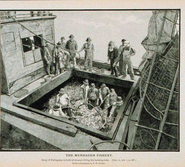 Gang of Portuguese in hold of menhaden steamer filling the hoisting tubs From a photograph by T Picture