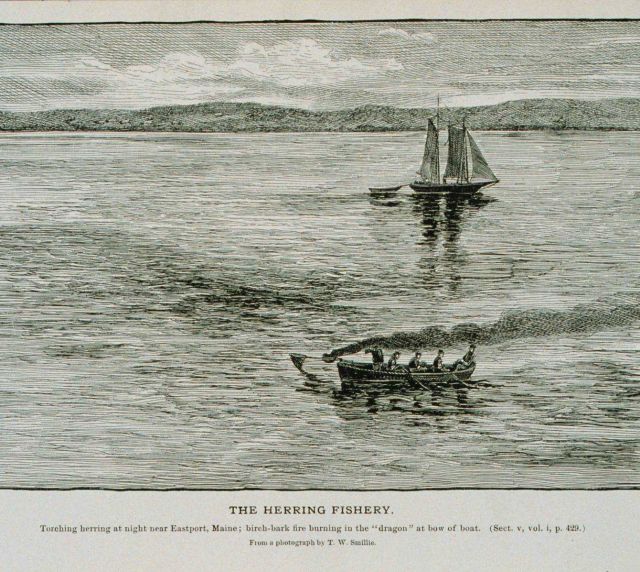 Torching herring at night near Eastport, Maine From a photograph by T Picture