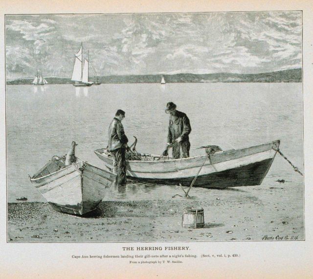 Cape Ann herring fishermen landing their gill-nets after a night's fishing From a photograph by T Picture