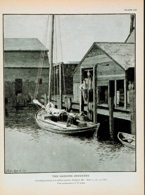 Herring boat landing fish at sardine cannery, Eastport, Maine From a photograph by T Picture
